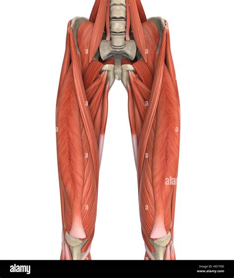 anatomie oberschenkel frau